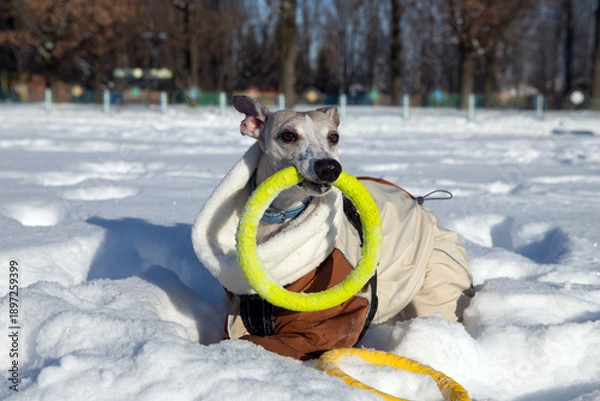 Obraz dog playing in snow