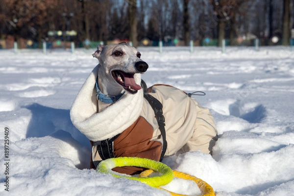 Obraz dog playing in snow