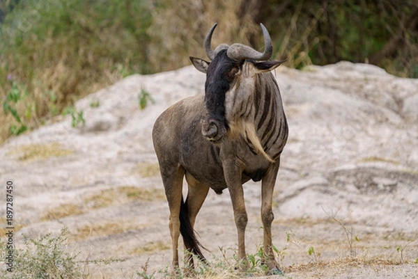 Fototapeta Gnou à barbe blanche