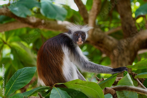 Obraz Colobe rouge de Zanzibar