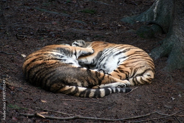 Obraz Two sleeping tigers