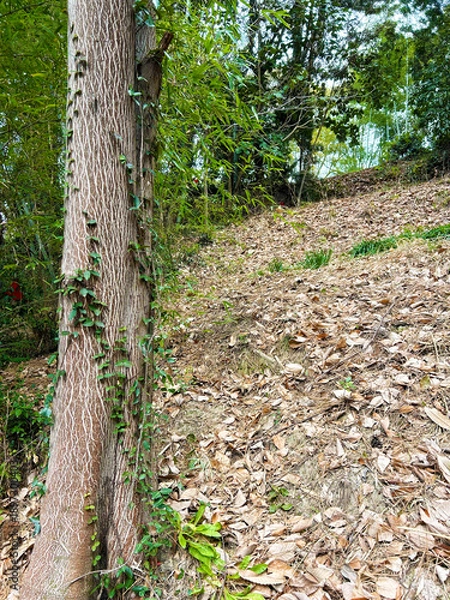 Obraz 木と枯れ葉