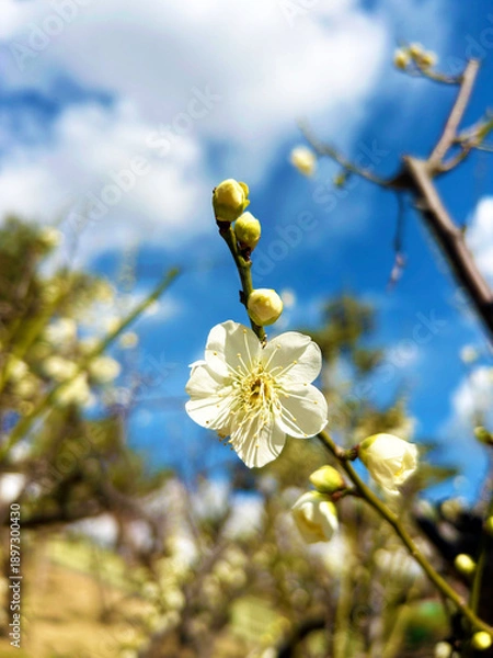 Obraz 青空と梅の花