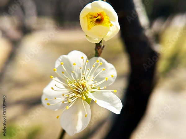 Obraz 梅の花のアップ