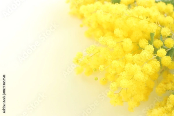 Obraz ミモザの花