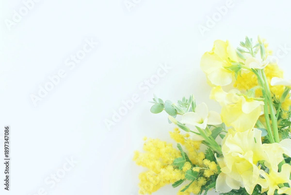 Obraz ミモザの花