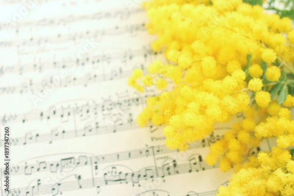 Obraz ミモザの花