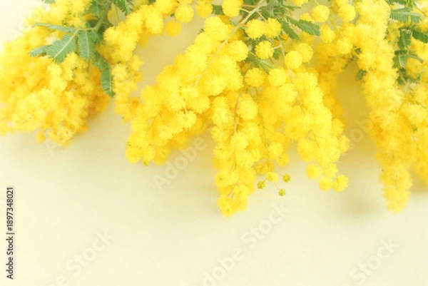 Obraz ミモザの花