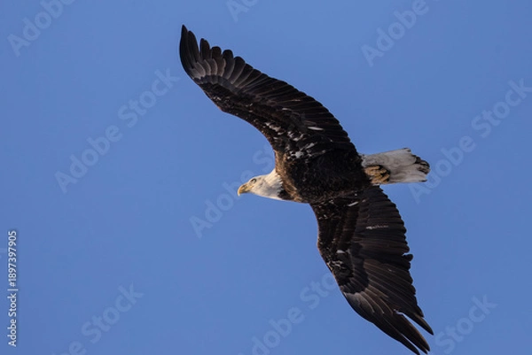 Obraz american bald eagle