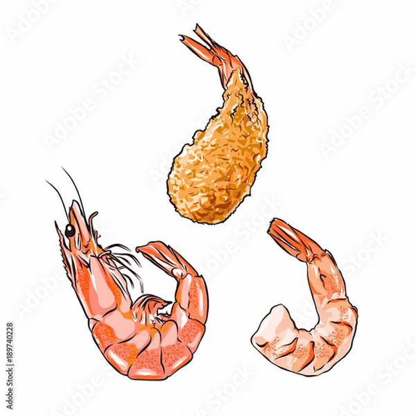 Fototapeta Illustrator of shrimp in shell, without shell and fried vector isolated