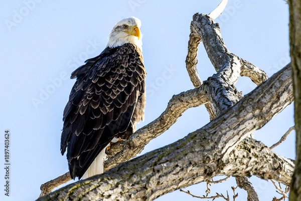 Obraz bald eagle on a branch