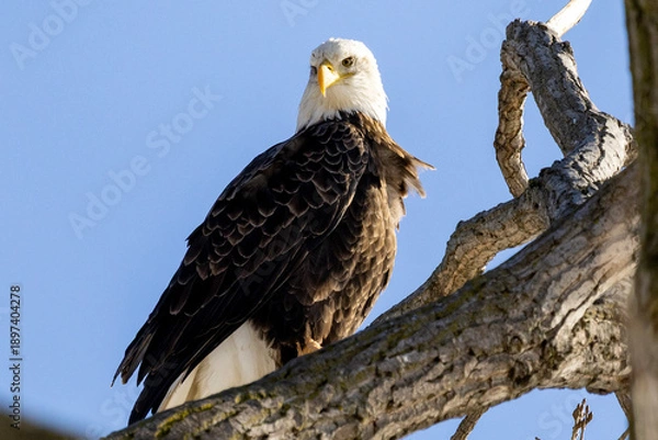 Obraz american bald eagle