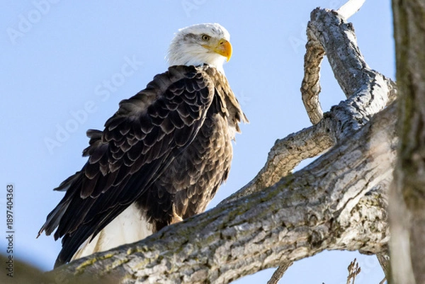 Obraz american bald eagle