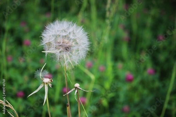 Fototapeta Dandelion blossom, turned into seeds.