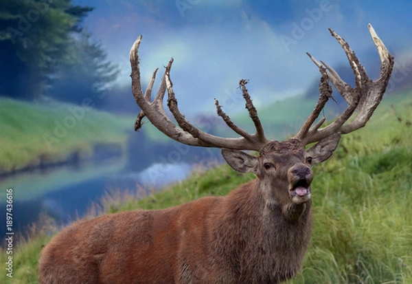 Obraz Schreiender Brunfthirsch