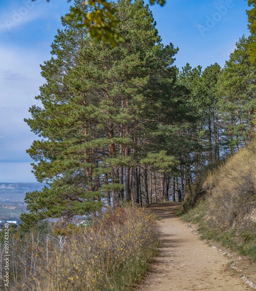 Obraz path in the forest