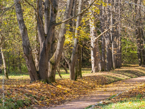 Obraz path in autumn park