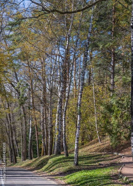 Obraz road in the forest