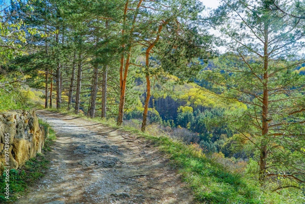 Obraz path in the woods