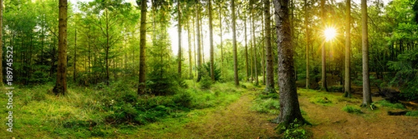 Obraz Beautiful forest with bright sun shining through the trees