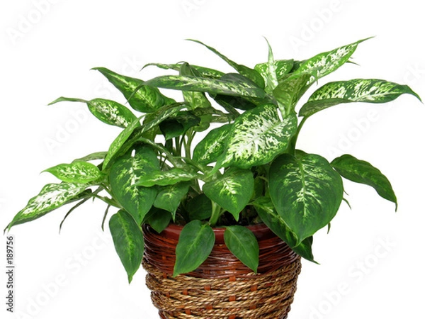 Obraz house plant diffenbachia