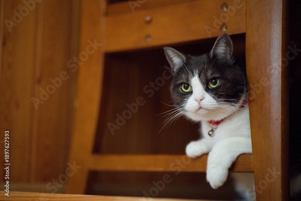 Obraz 椅子の下の猫