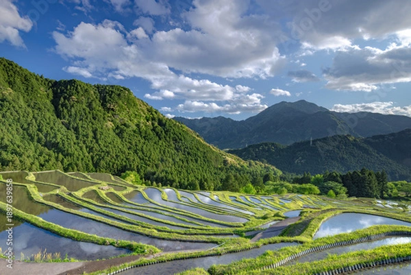 Obraz 初夏の丸山千枚田