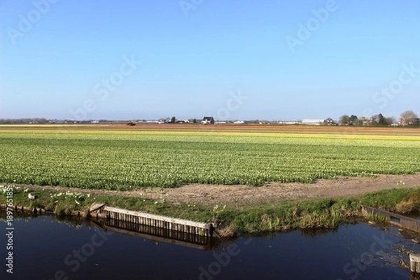 Fototapeta Diagonal rows of colorful tulips in red and pink in a landscape with a flower field in the background near Amsterdam in the Netherlands in spring.
