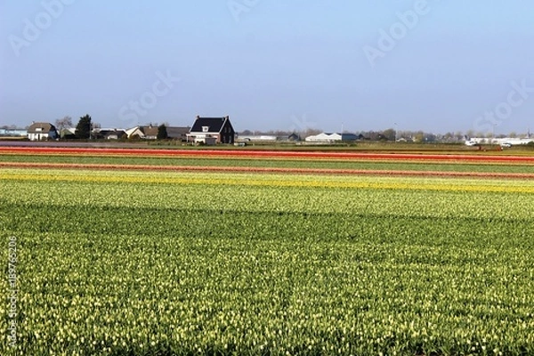 Fototapeta Diagonal rows of colorful tulips in red and pink in a landscape with a flower field in the background near Amsterdam in the Netherlands in spring.