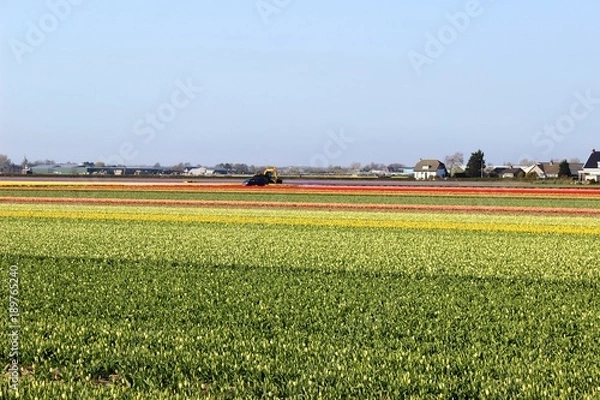 Obraz Diagonal rows of colorful tulips in red and pink in a landscape with a flower field in the background near Amsterdam in the Netherlands in spring.