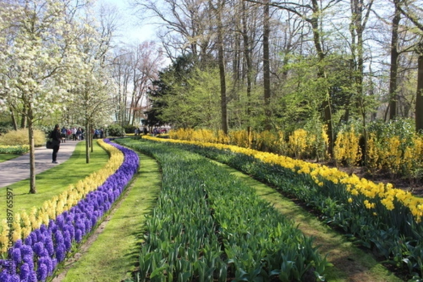 Fototapeta Keukenhof park in Netherlands
