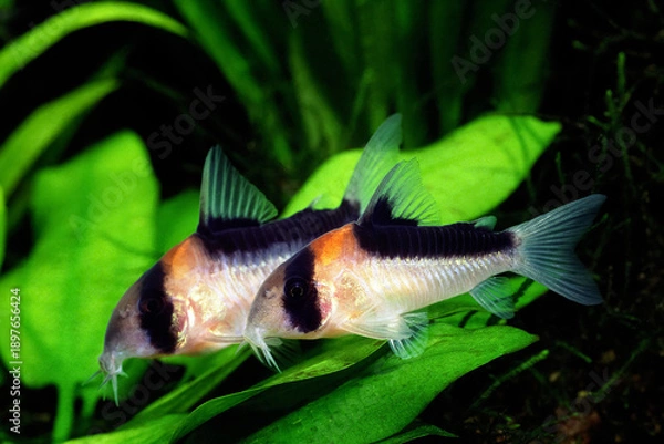 Obraz コリドラス　コリドラス・デュプリカレウス　アクアリウム