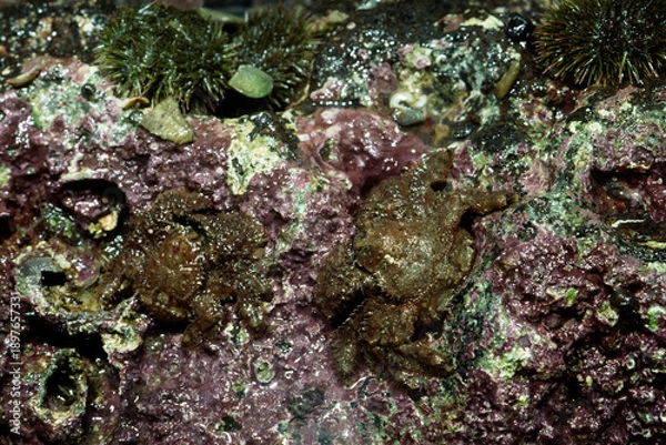 Obraz イボトゲガニ　海辺の生物　ヒラトゲガニ