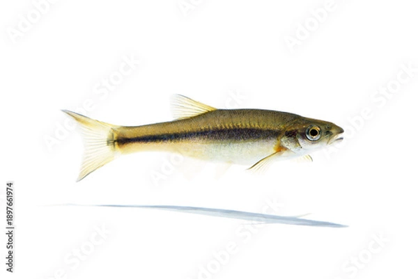 Obraz ハヤ　アブラハヤ　白バック