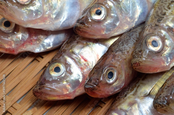 Obraz ハタハタ　食材　アップ