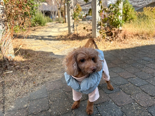 Obraz 冬の季節を感じさせるダウンジャケットを着ている可愛らしいレッドのトイプードル