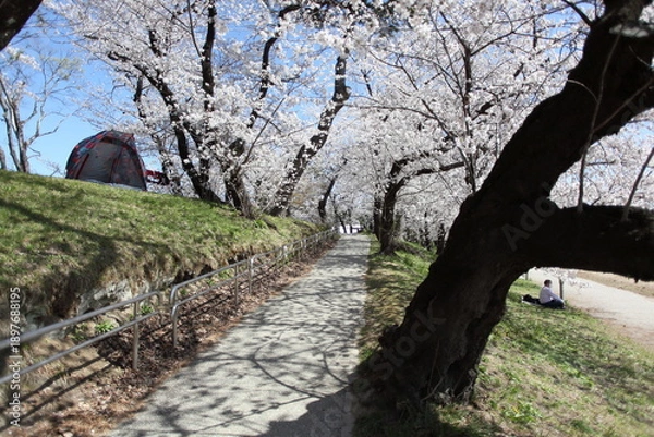 Obraz 桜の咲く小径　