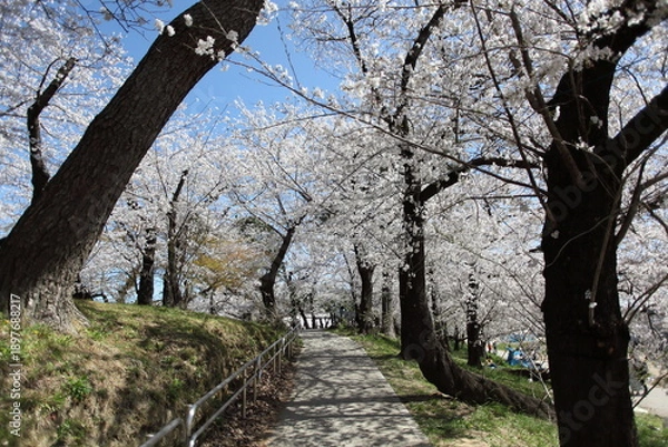 Obraz 桜の咲く小径