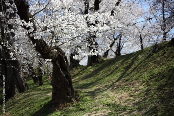 Obraz 公園の桜