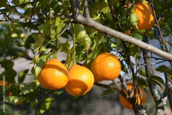 Obraz シラヌヒ（不知火）　Shiranui　Dekopon