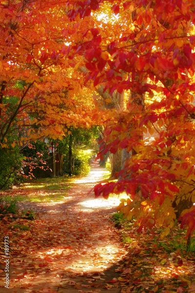 Obraz Jesienna spacer