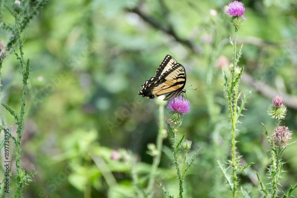 Obraz Swallowtail in the wild thistle