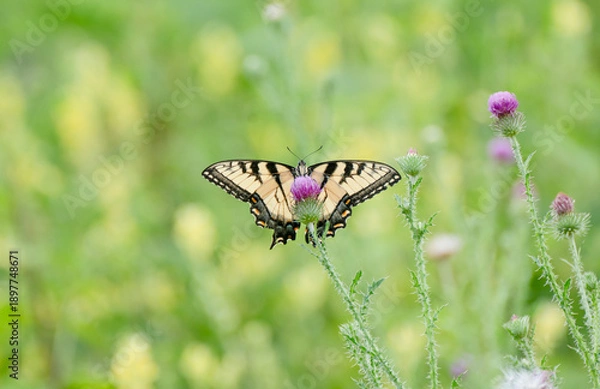 Obraz Closeup swallowtail in wildflowers