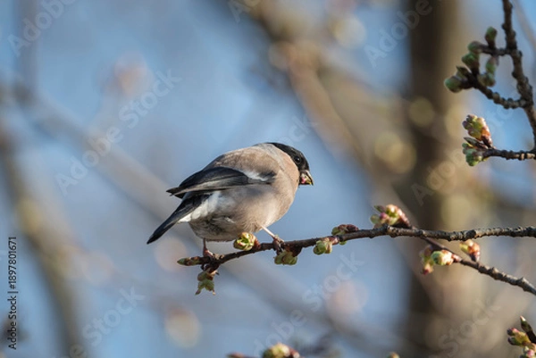 Obraz 桜の新芽を食べに来た野鳥の「ウソ」 Eurasian Bullfinch