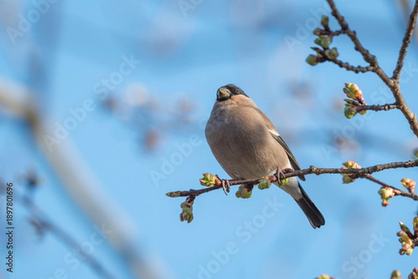 Obraz 桜の新芽を食べに来た野鳥の「ウソ」 Eurasian Bullfinch
