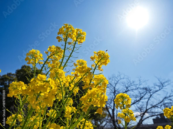 Obraz 春の輝き！青空と太陽に映える鮮やかな菜の花