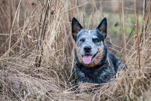 Obraz Australian Cattle Dog
