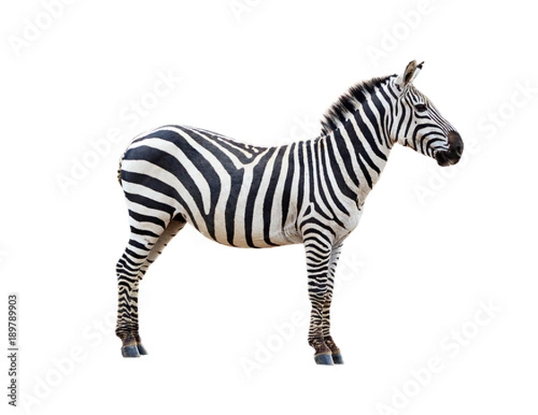 Fototapeta Profil Grevys Zebra na białym tle