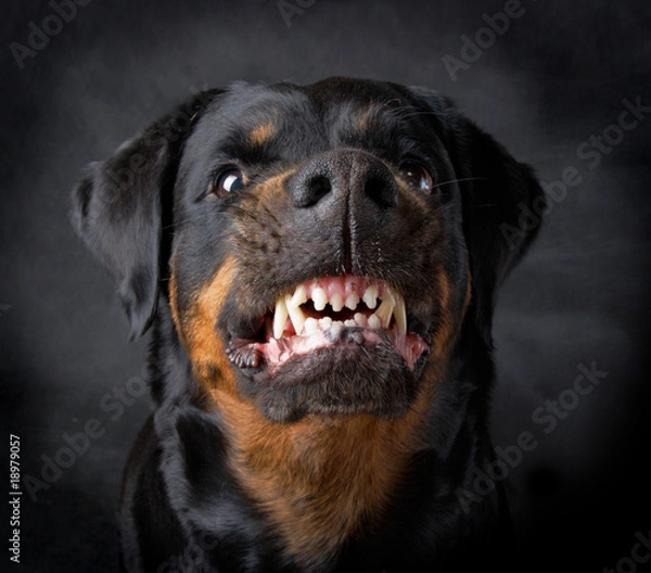 Obraz Pies rasy rottweiler.