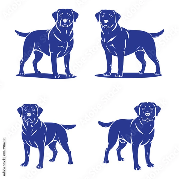 Obraz Labrador Guarding Protective Pose